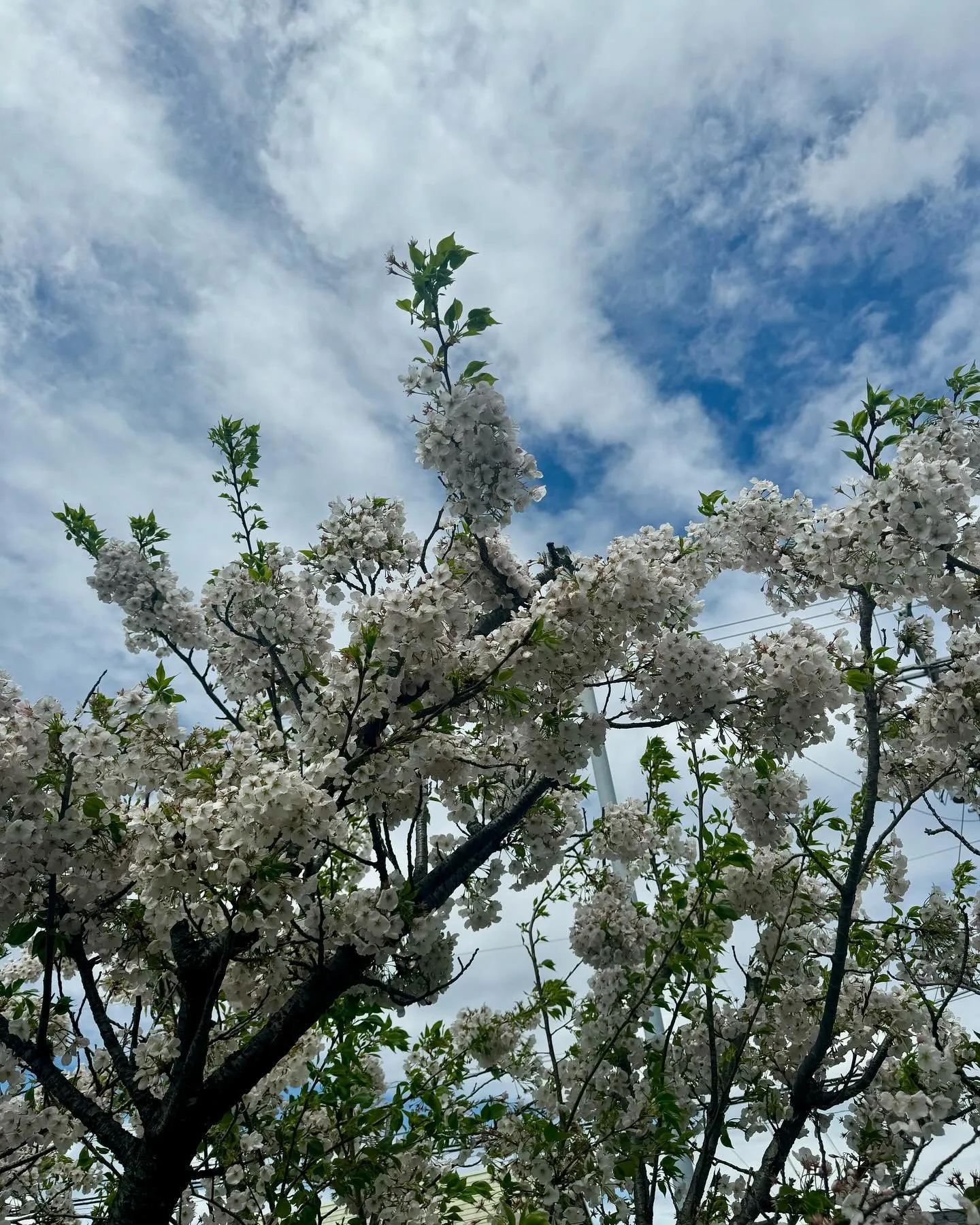 「桜の季節🌸も終わりに近づき、新緑が目を醒ますこの時期。