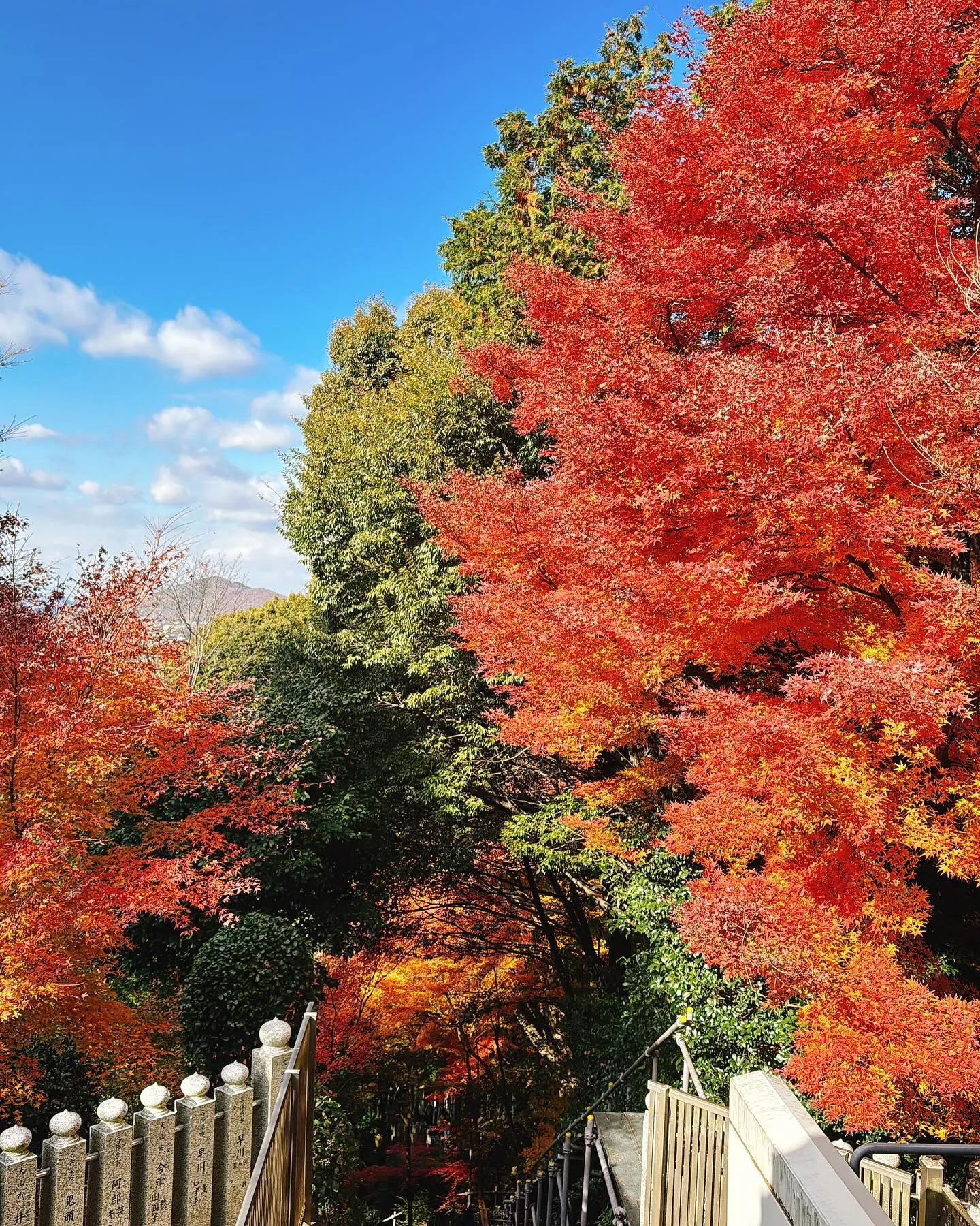 豊橋から犬山へ行って、見事な犬山城の紅葉を楽しんできました🍁...