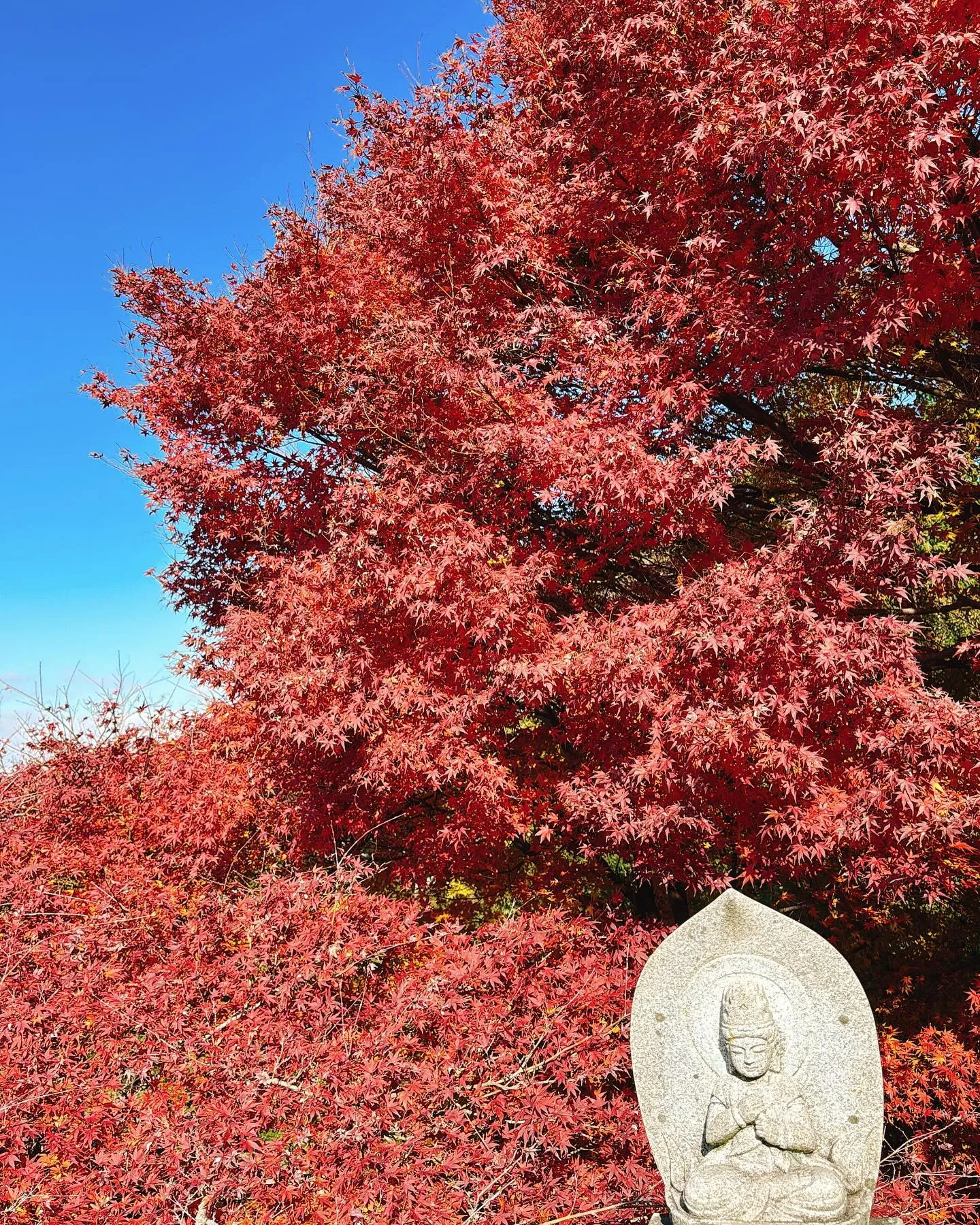 豊橋から犬山へ行って、見事な犬山城の紅葉を楽しんできました🍁...