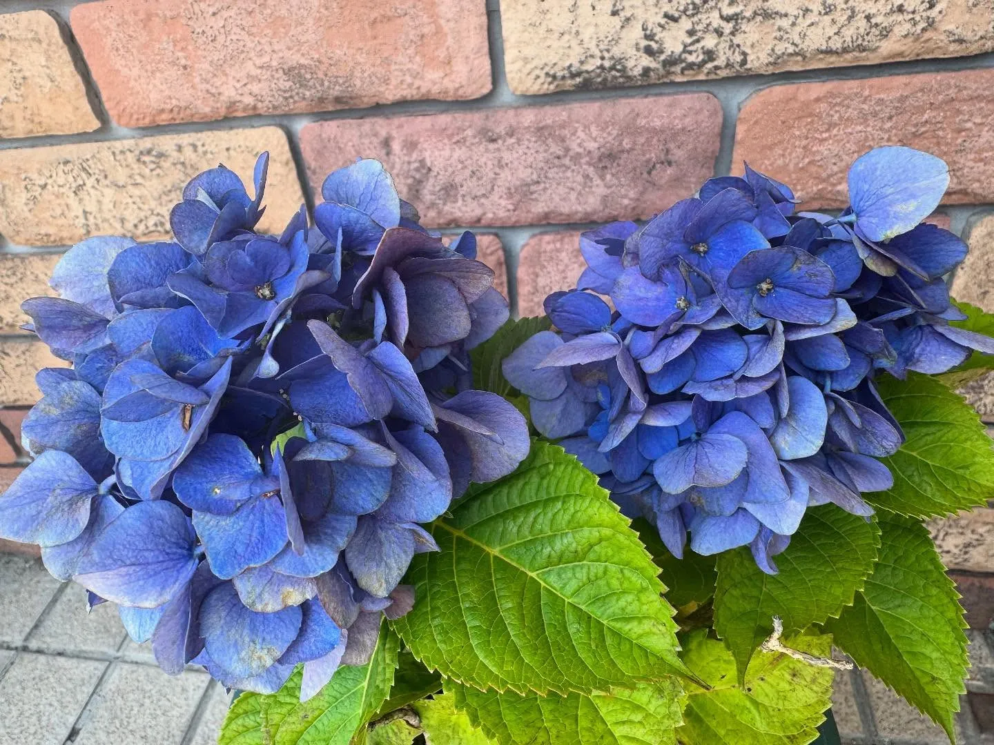 🌸【マナカル豊橋弥生校】今日も元気に開校しています！💻✨