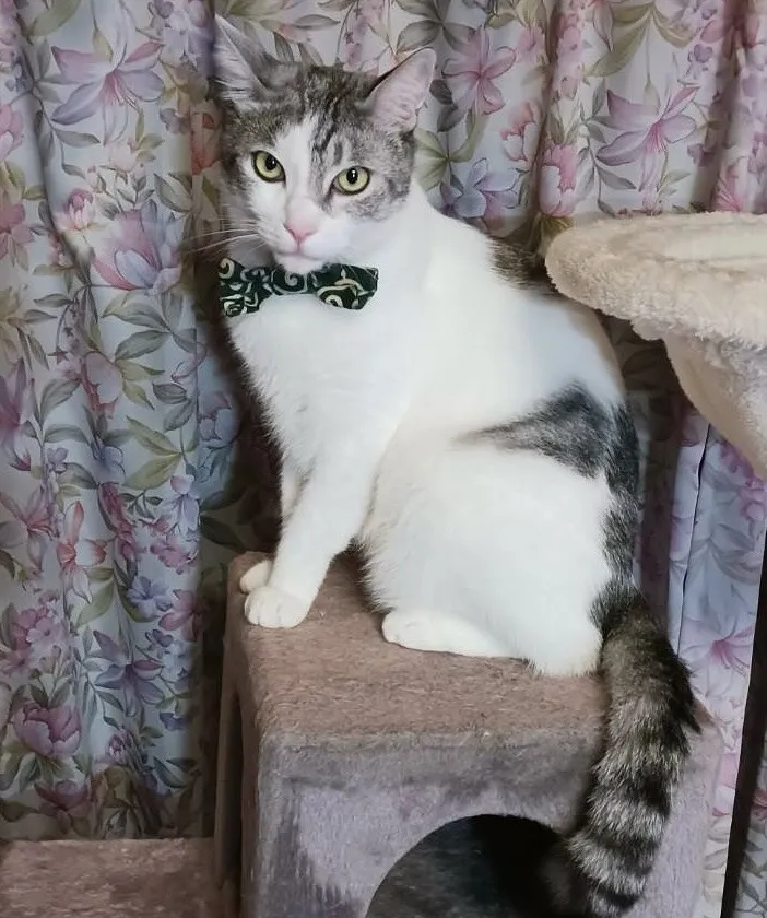 猫を探しています