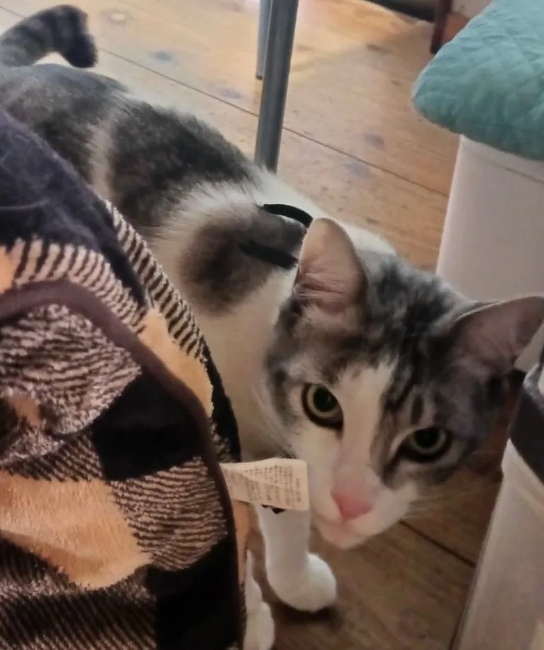 猫を探しています