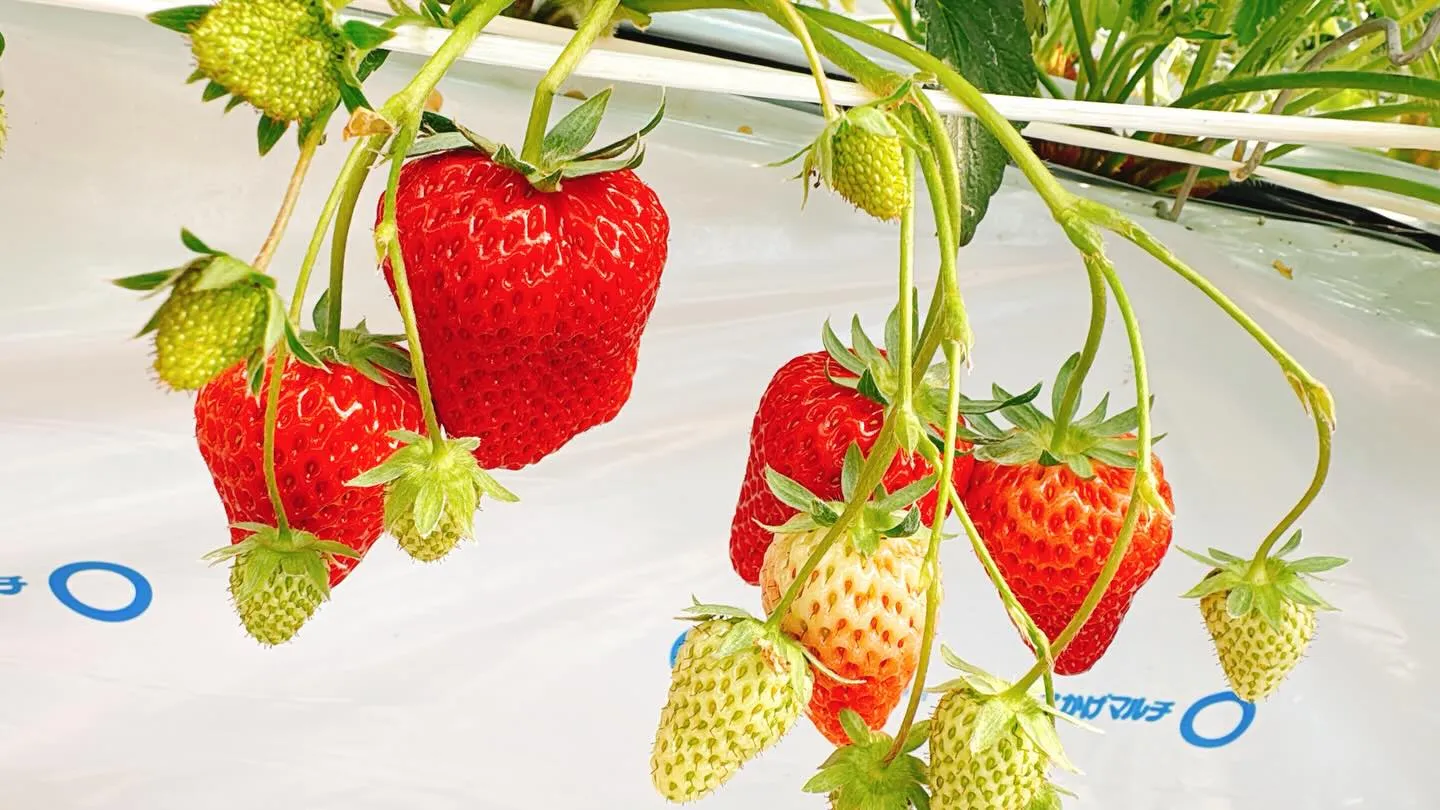 こんにちは、マナカル豊橋弥生校です🌸 昨日は楽しいいちご狩り...