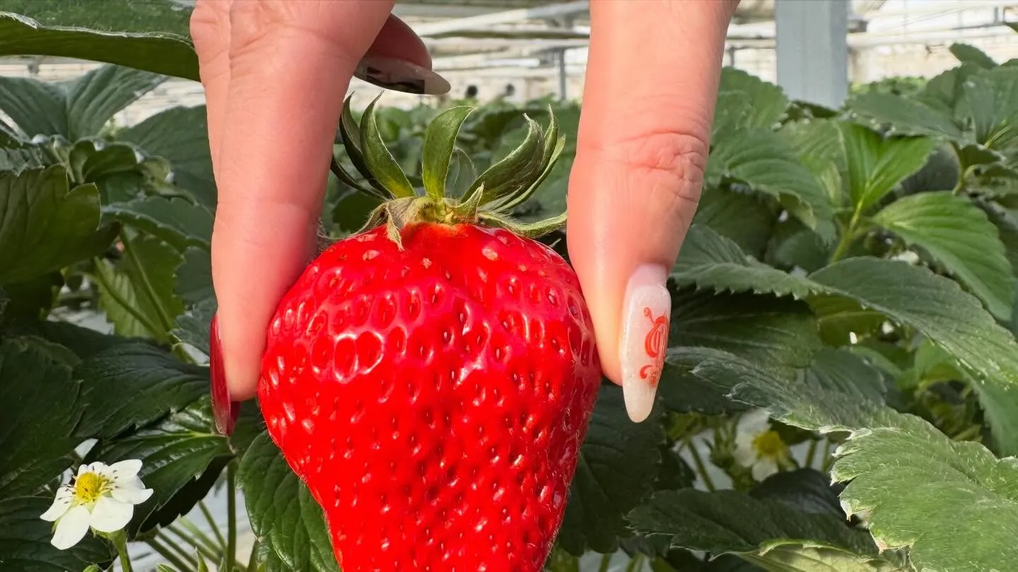 こんにちは、マナカル豊橋弥生校です🌸 昨日は楽しいいちご狩り...