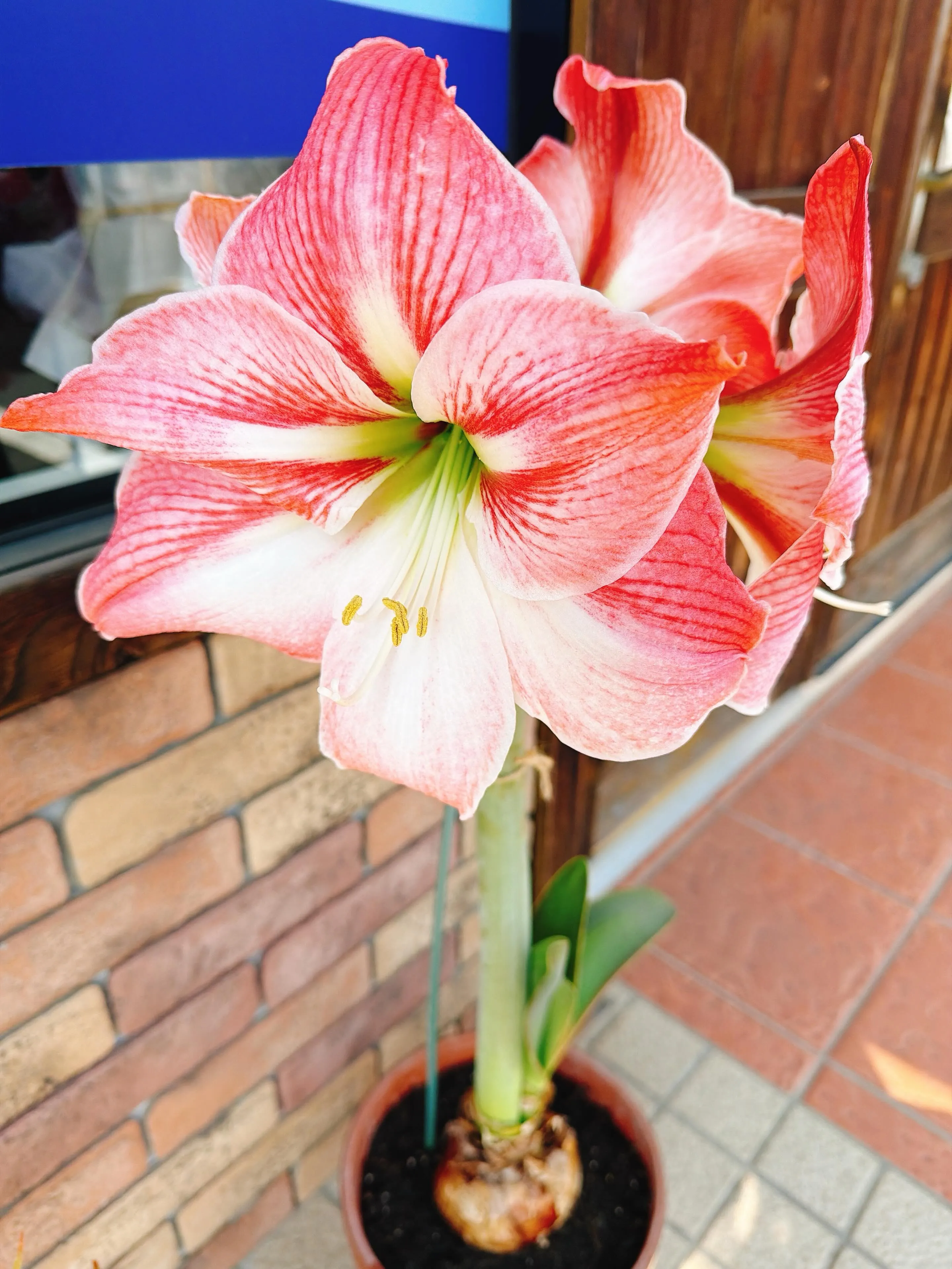 マナカル豊橋弥生校の教室前のアマリリスが満開になりました🌸